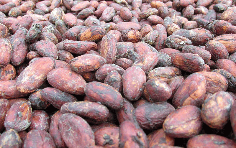 Dry cocoa beans